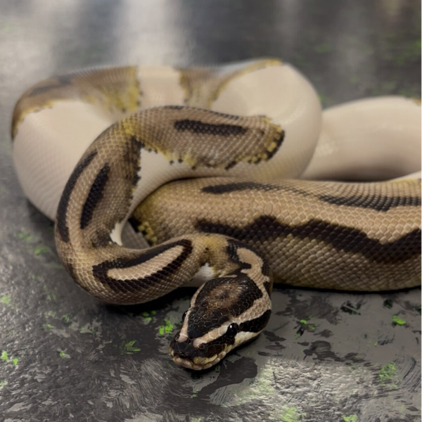 Axanthic Emoji Pied “Reign” (Ball Python)