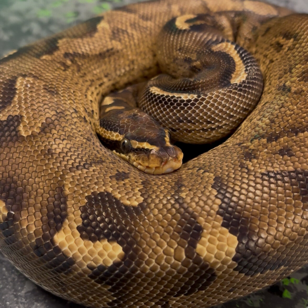 Super Asphalt Ball Python