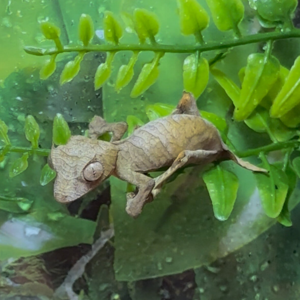 Spearpoint Leaf-Tailed Gecko