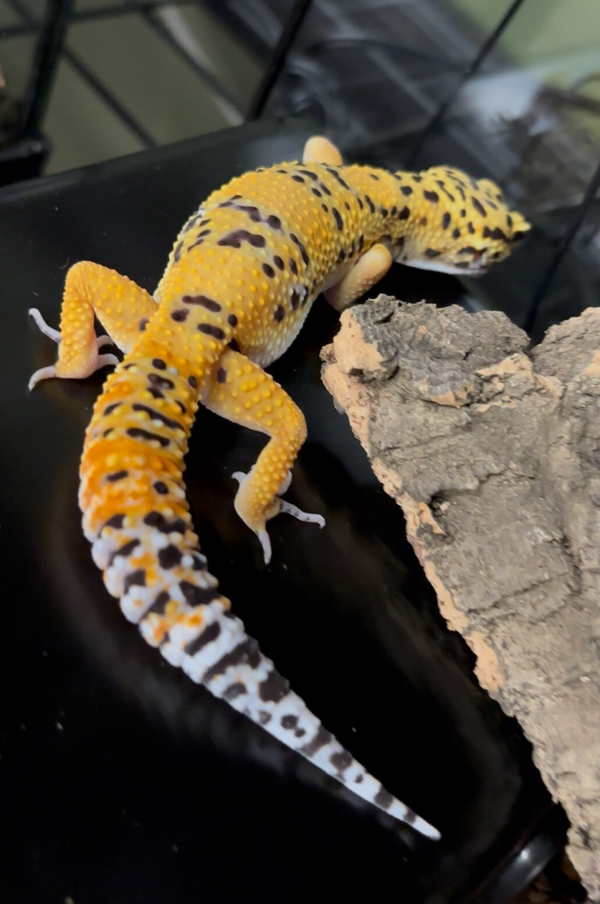 Bengal Firebold Cross Pos. Het Tremper Leopard Gecko