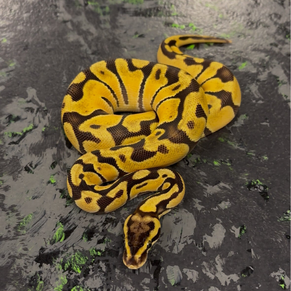 Pastel OD GHI Enchi Ghost Ball Python