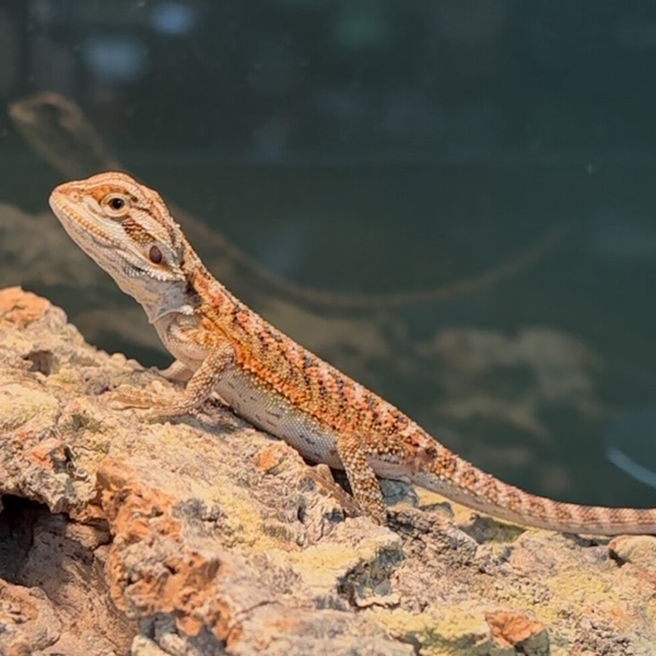 “Runtz” Red Monster Outcross Bearded Dragon