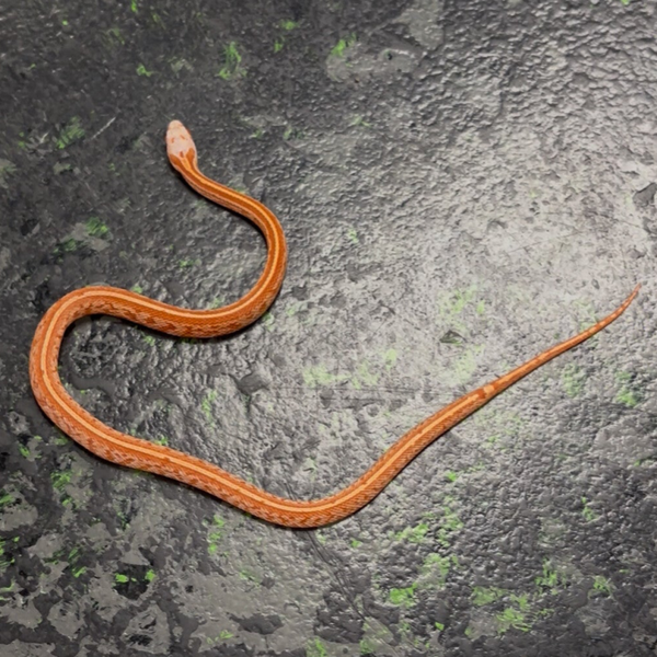 Tessera Fire (Corn Snake)