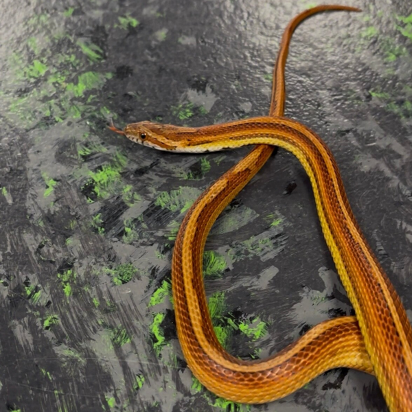 Motley Striped Corn Snake