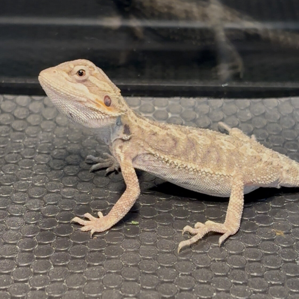 “Zookies” Hypo Mercury Pos. 50% Het Trans. Zero Witblit Bearded Dragon