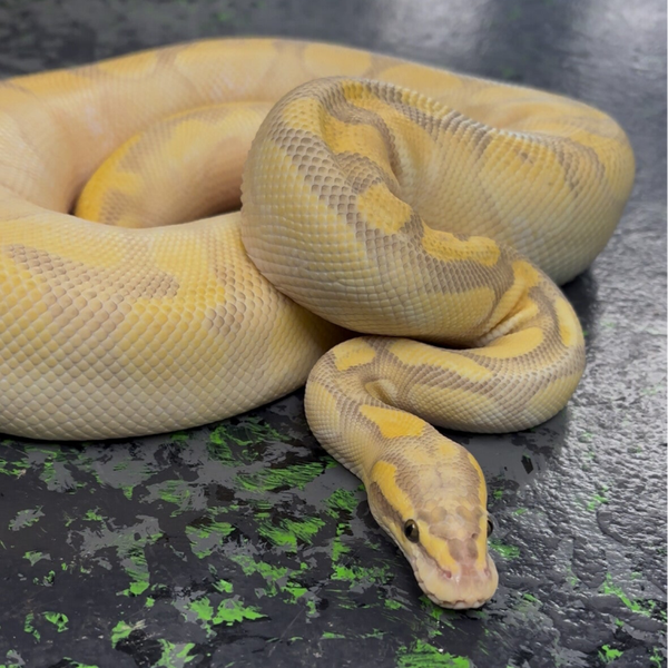 OD Pastel Butter Enchi Ghost Ball Python