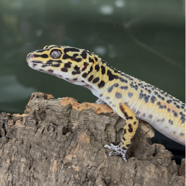 Bengal Clown Pos. Het Tremper Leopard Gecko