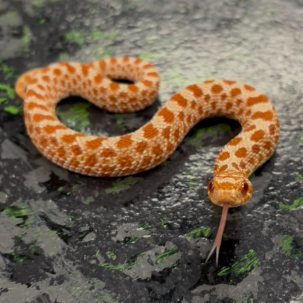 Extreme Red Albino (Western Hognose)