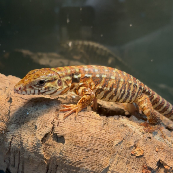 Argentine Red Tegu