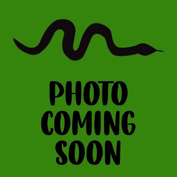 Bullseye (Full Visual) Brazilian Rainbow Boa