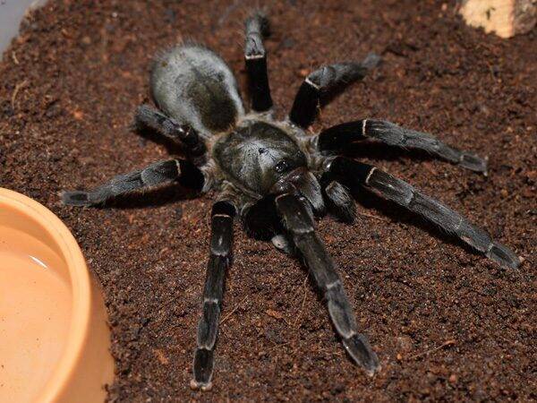 Uthai Thani (Tarantula)