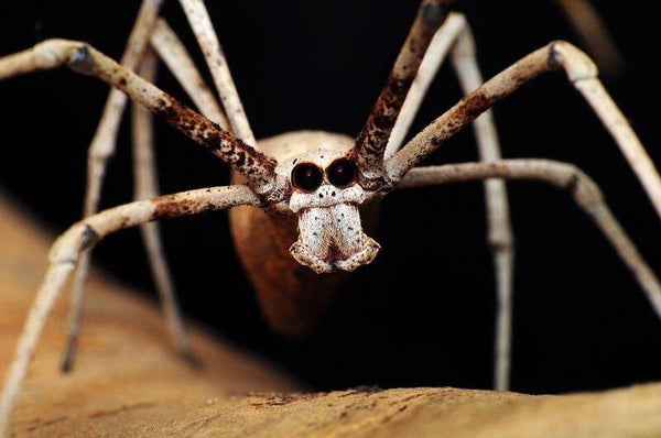 Ogre Face Net-Casting Spider (Male)
