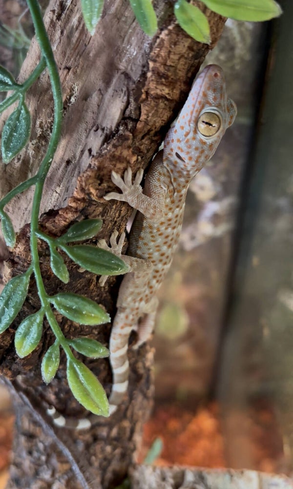 Tokay Gecko