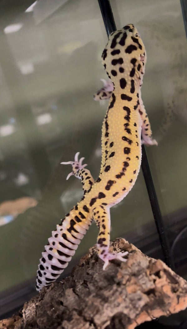 Bengal Eclipse Pos. Het Tremper Leopard Gecko