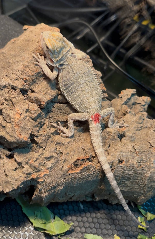 “Guava” Hypo Mercury Pos. 50% Het Trans. Zero Witblit Bearded Dragon
