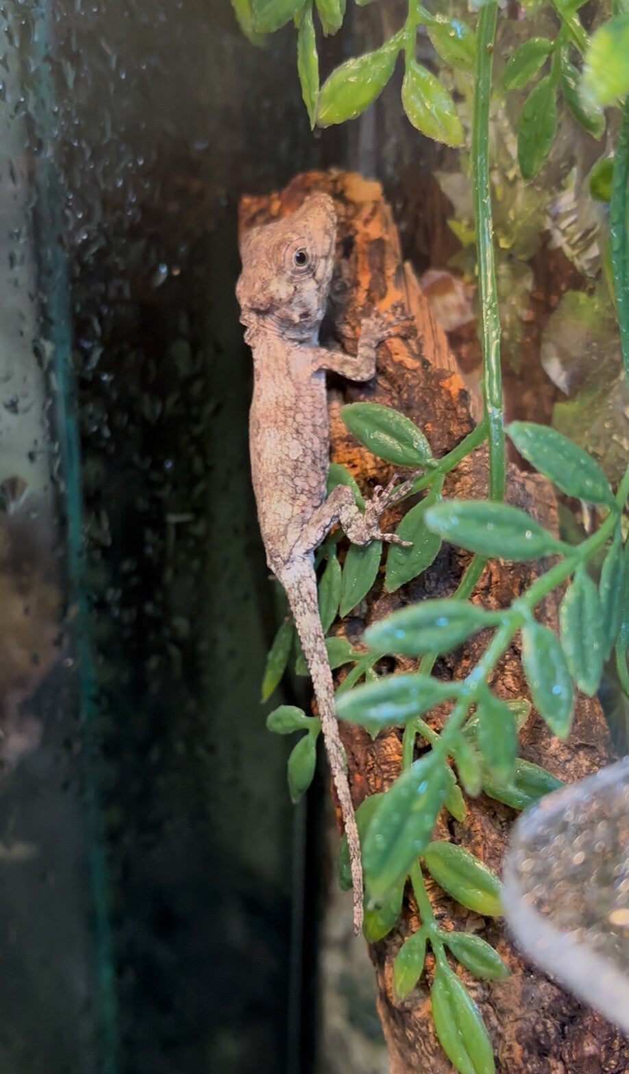 Cuban False Chameleon