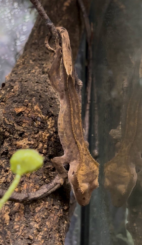 Pin Striped Crested Gecko
