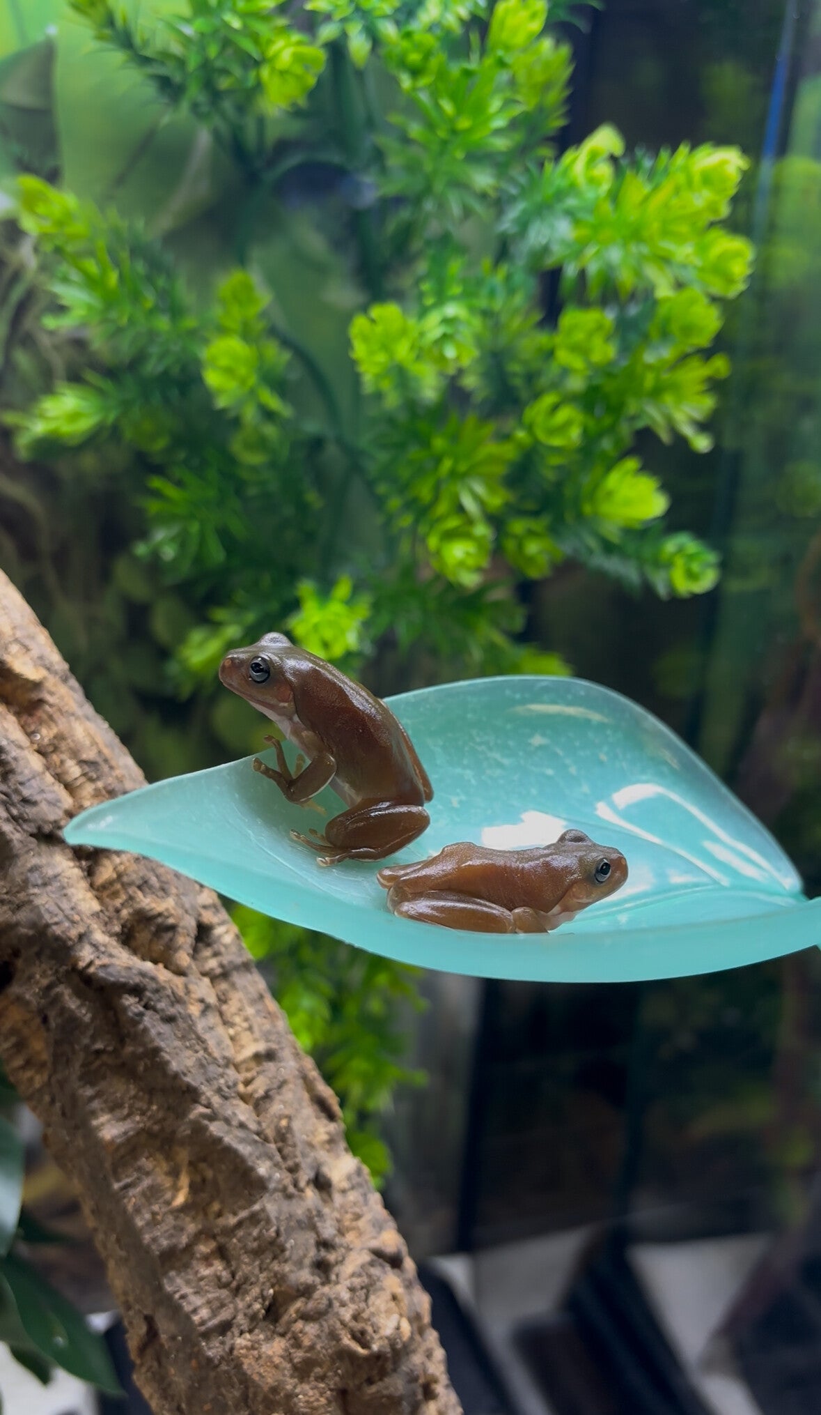 Snowflake White’s Tree Frogs
