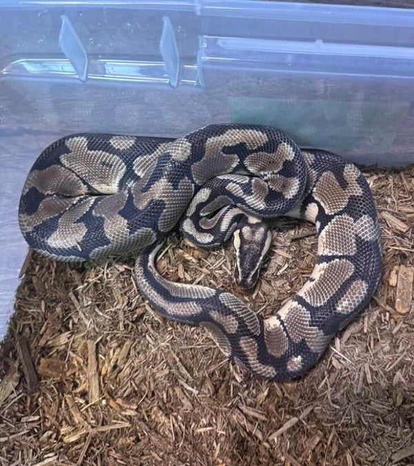 Male Pastel Enchi Ball Python