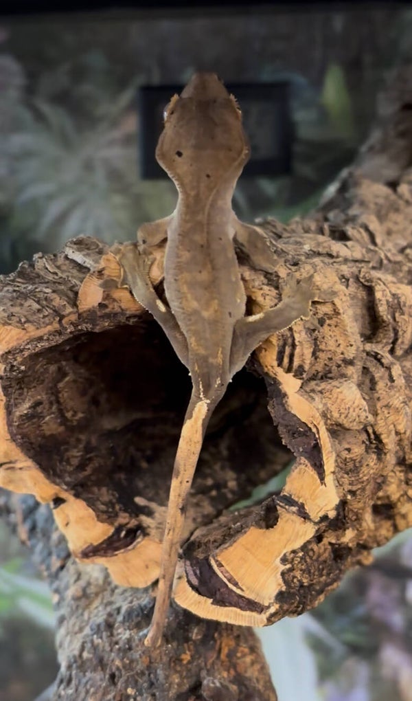 Crested Gecko