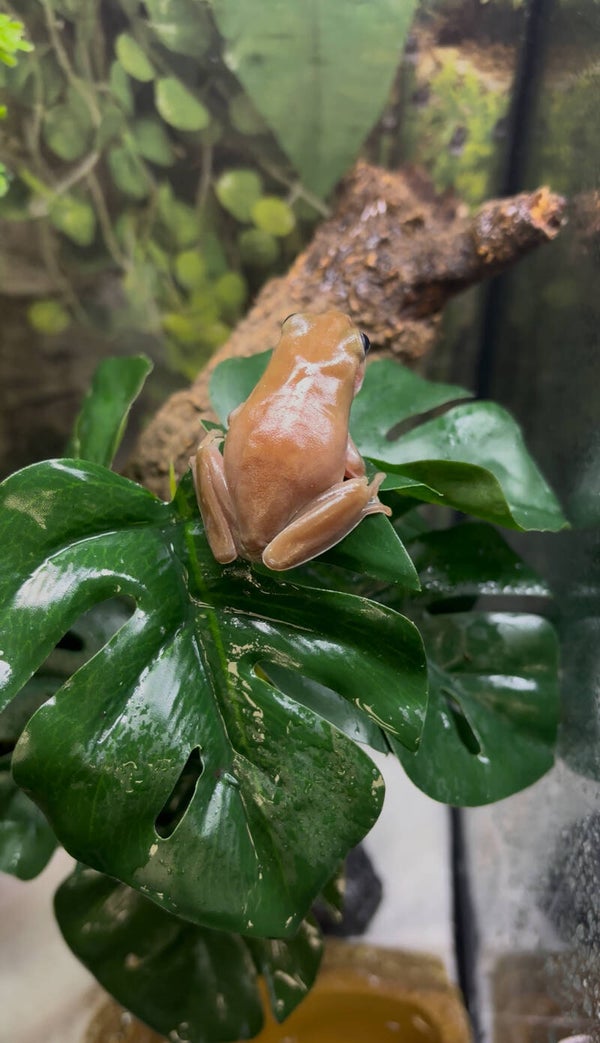 Blue Eyed White’s Tree Frogs