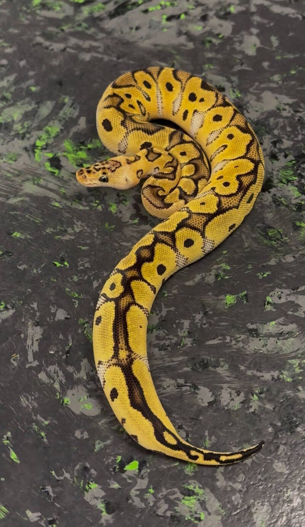Pastel Clown Ball Python