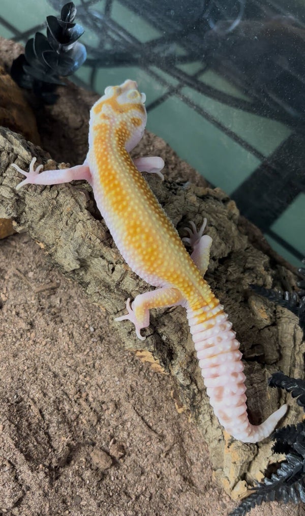 WY Tremper Het Eclipse Leopard Gecko