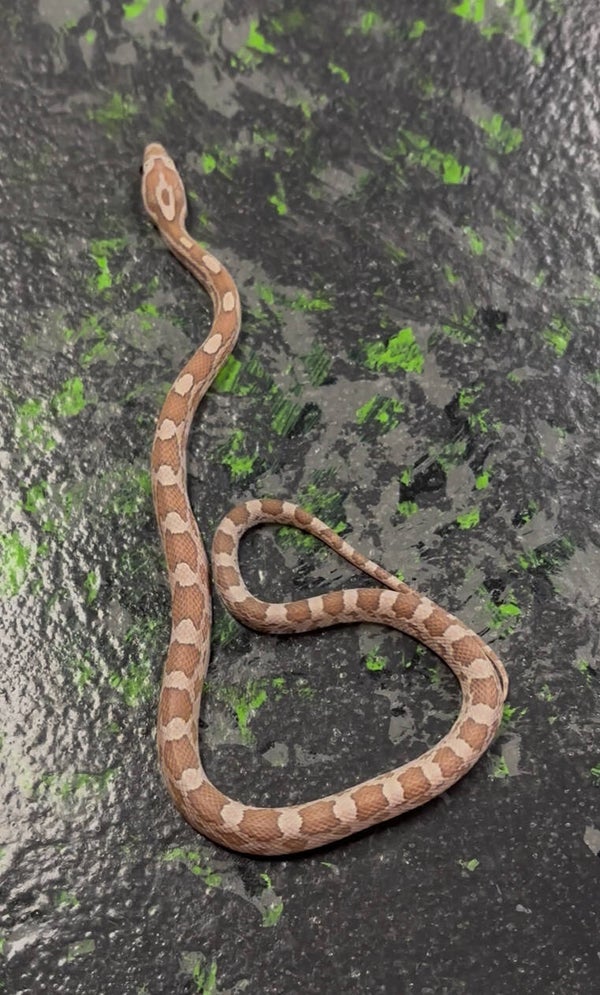 Lavamel (Corn Snake)