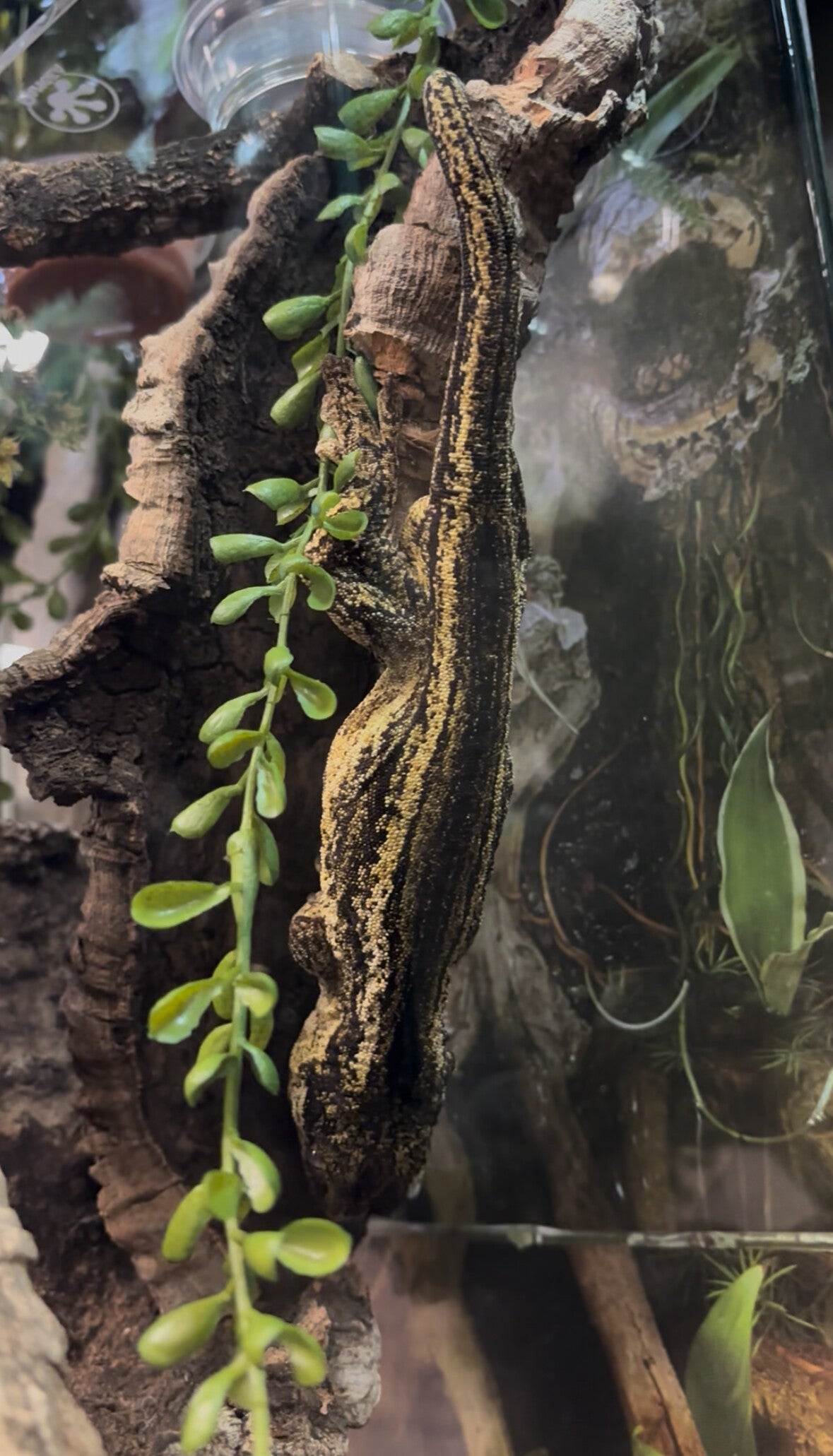 Gargoyle Gecko