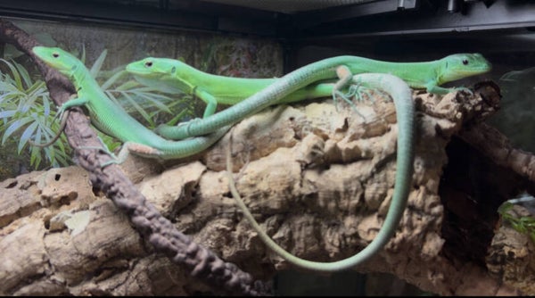 Green Keel-Bellied Lizard