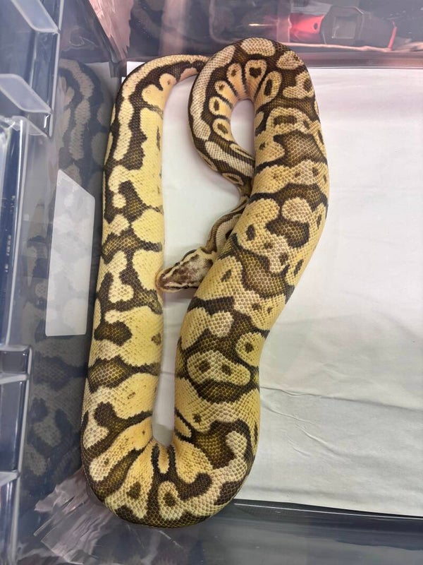 Female Firefly Super Pastel Fire Ball Python