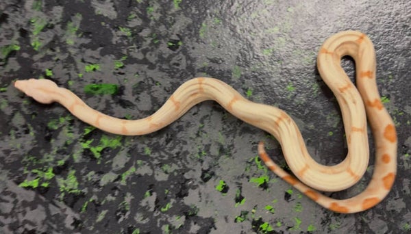 Sunglow (Boa Constrictor)