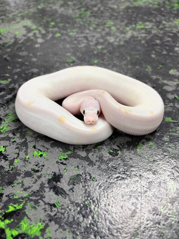 Super Fire Ball Python