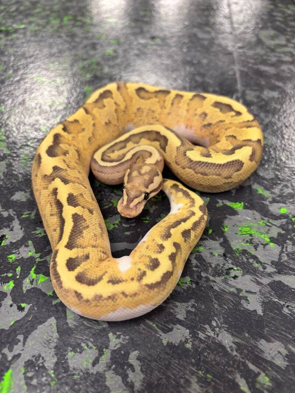Disco Fire Ball Python