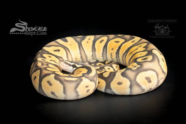 Pastel Ghost OD (Ball Python)