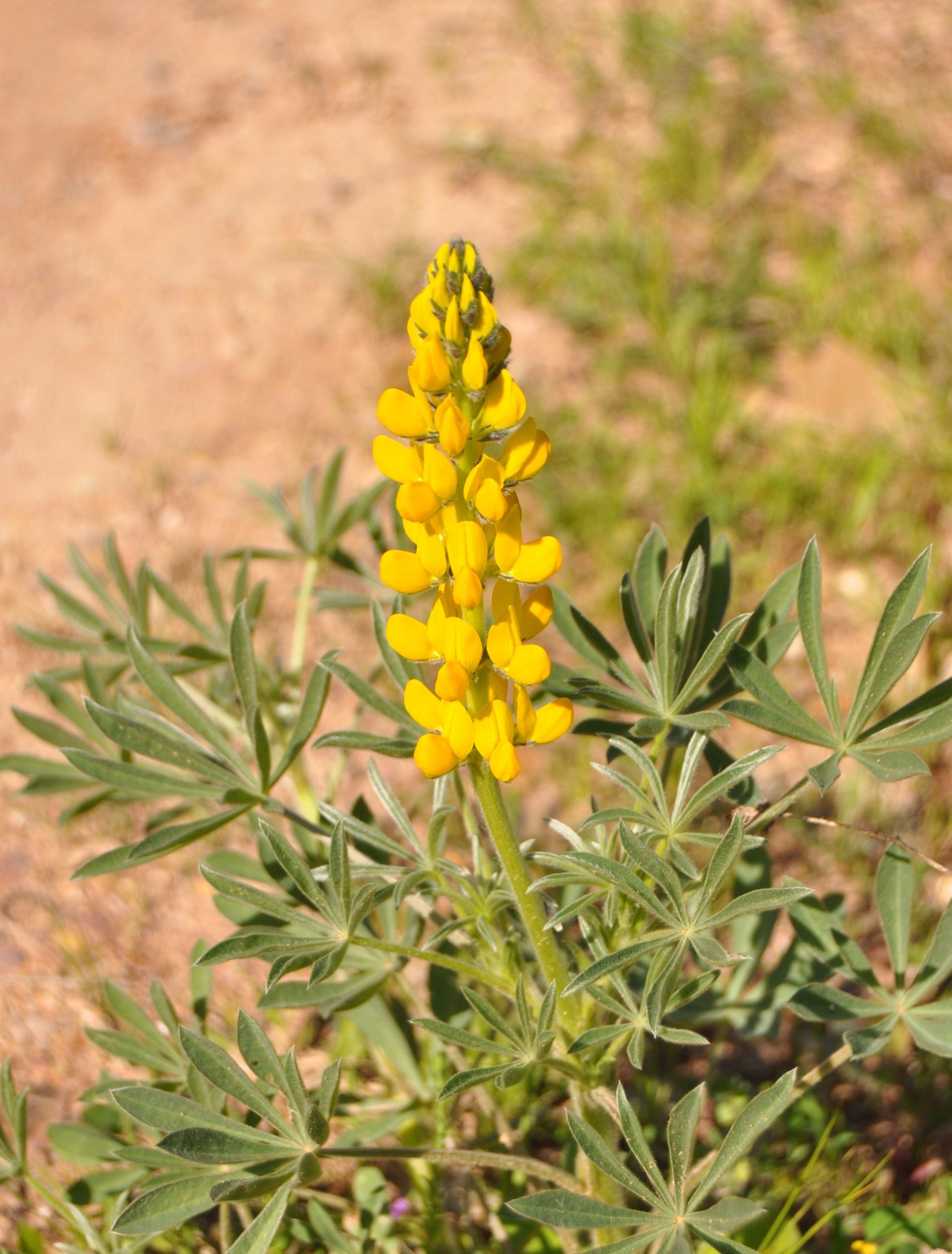 Natuur vogels Portugal