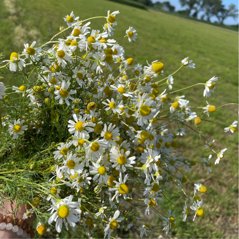 Kraamzorg, kraamhulp, kraamdoula, postpartum doula, kraamtijd, kraamperiode, postnatale doula, eerste 40 dagen, eerste 1000dagen, postpartum doula, postpartumzorg, mechelen, hombeek, humbeek, grimbergen, zemst, londerzeel, kappele op den bos, willebroek, 