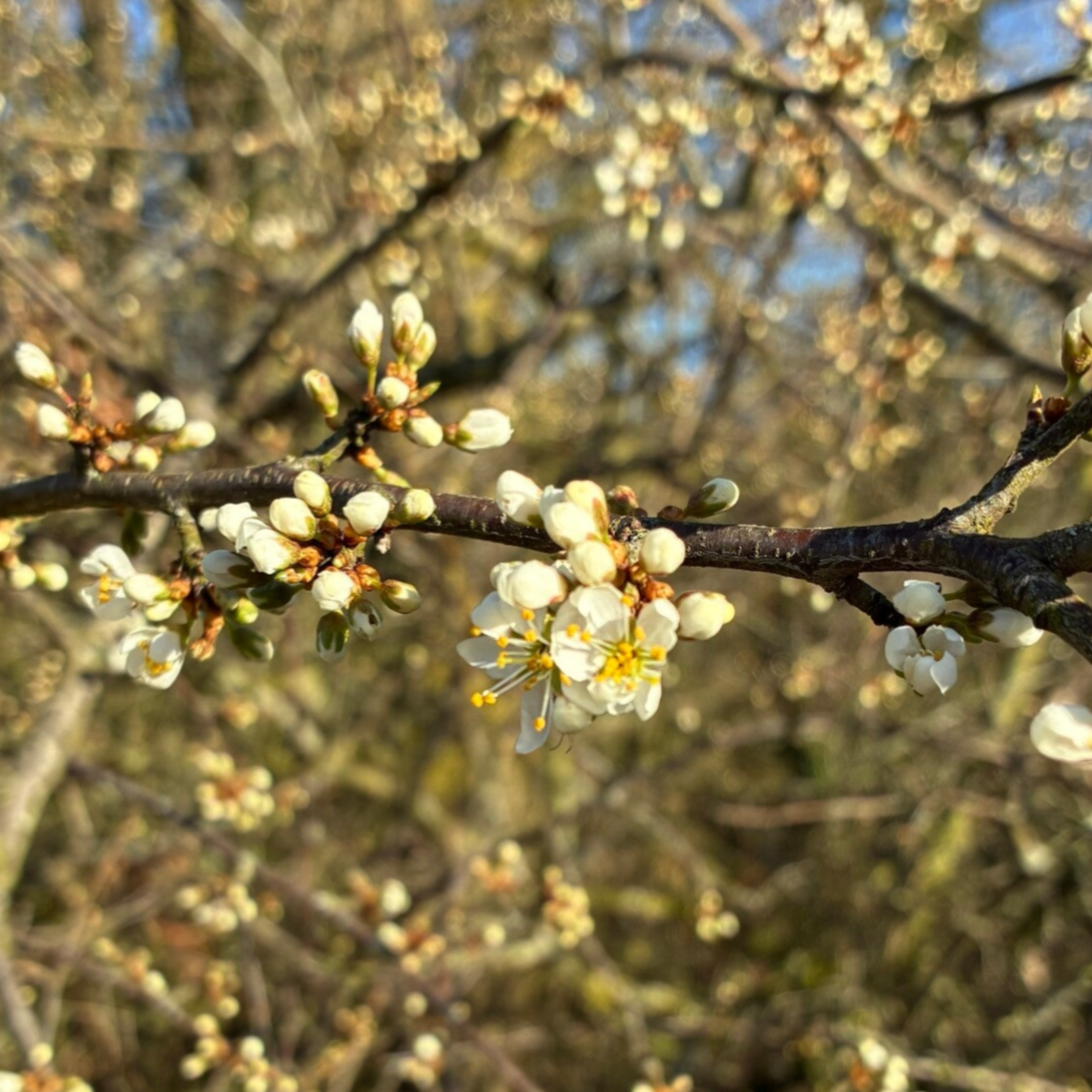 verlieswandeling, wandeltherapie, zwangerschapsverlies, miskraam, abortus, zwangerschapsafbreking, abortusverwerking, mechelen, zemst hombeek, doula, doulabegeleiding, rouwen om je baby