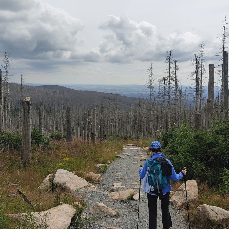 Abstieg vom Brocken durch toten Wald