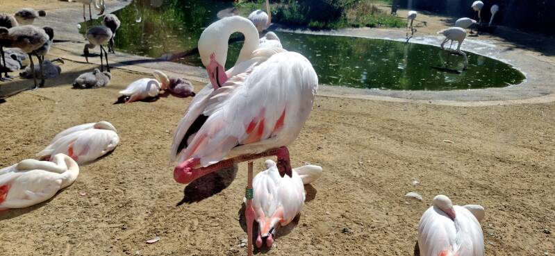 Flamingos