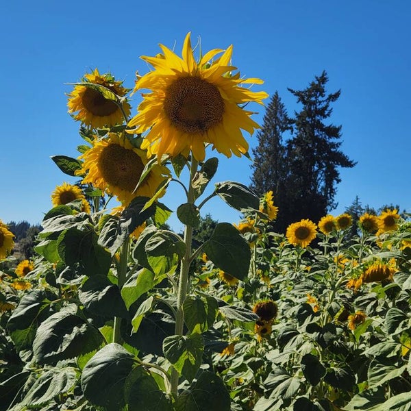 Sunflower Power