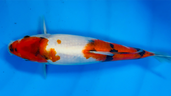 Tosai Kindai Showa 23 cm Verkocht