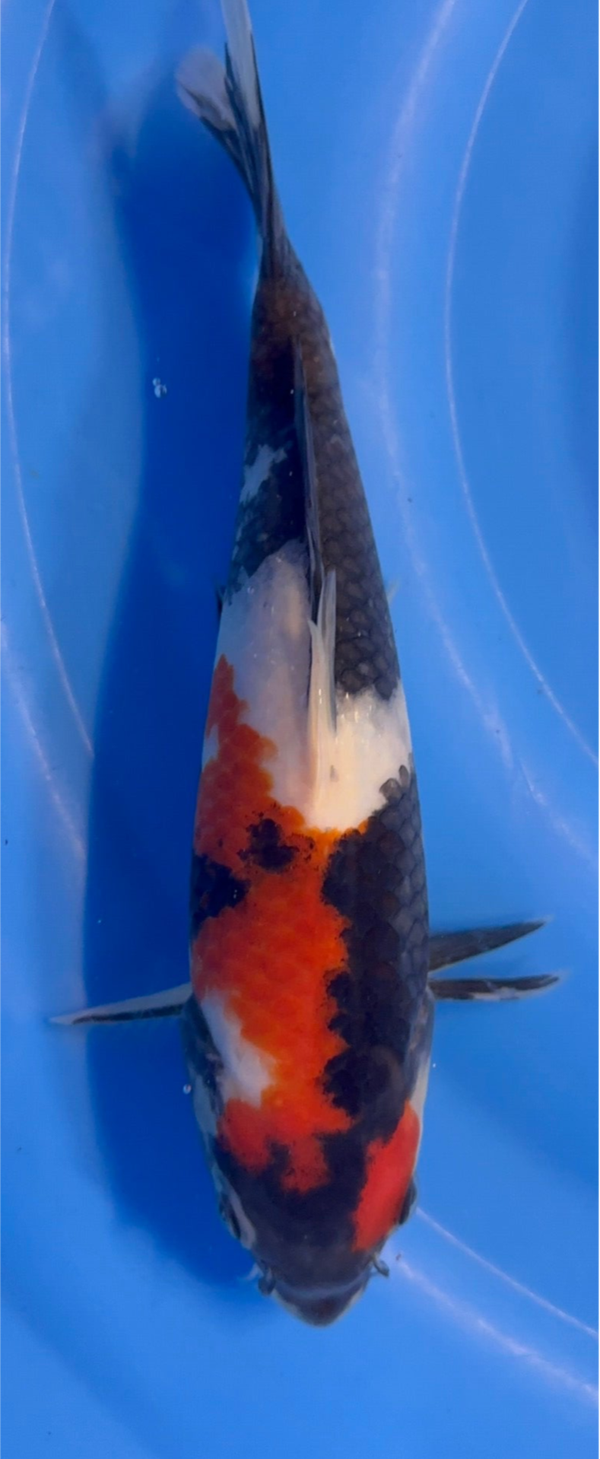 Klassieke Showa 23 cm