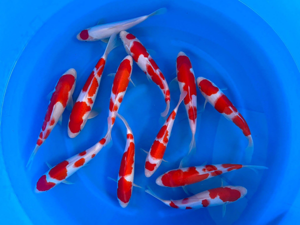 kohaku's  30/35 cm jombo tosai  kweker Odakan