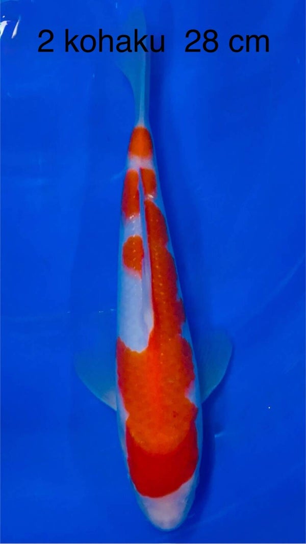 Kohaku Odakan