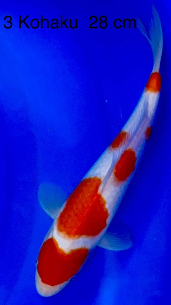 Kohaku Odakan
