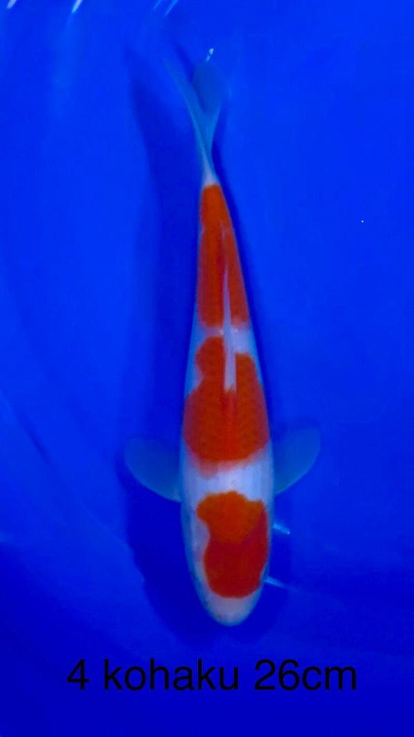 kohaku odakan