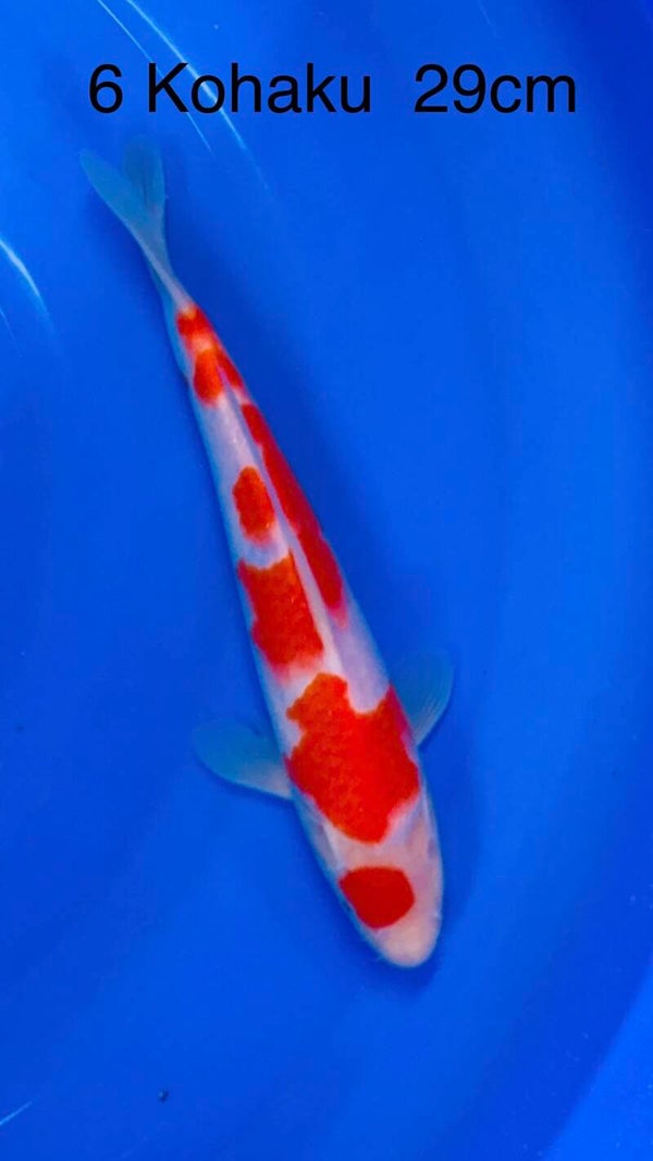 Kohaku odakan