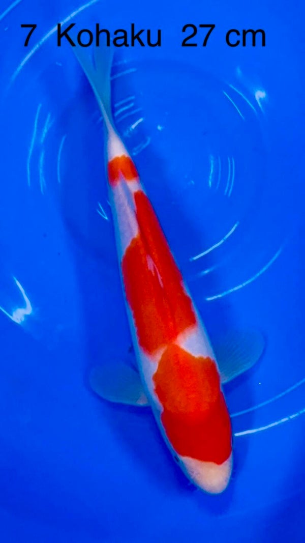 Kohaku odakan