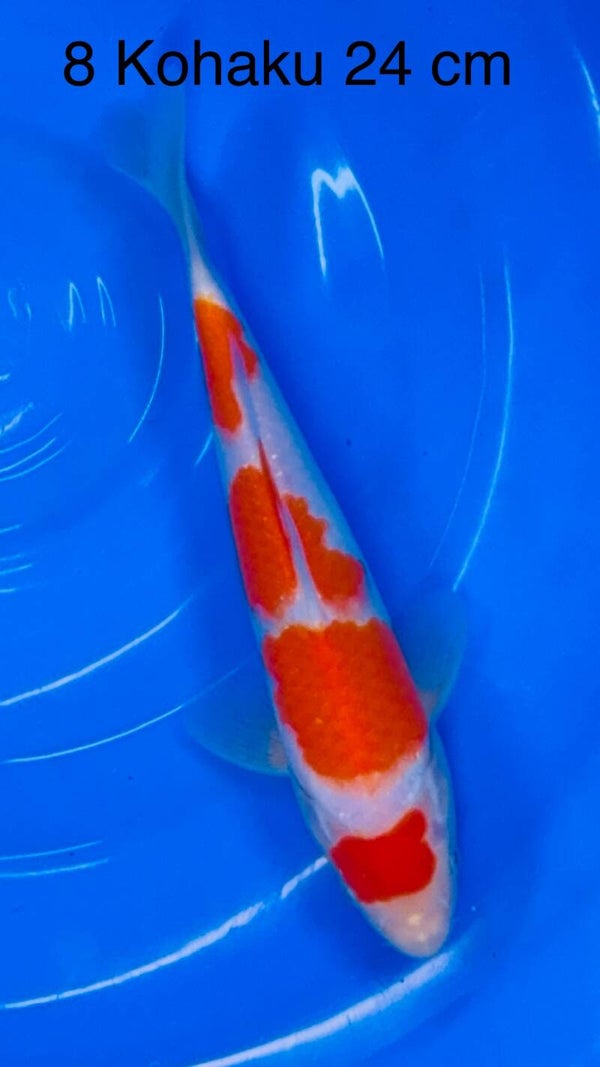Kohaku. Odakan koifarm